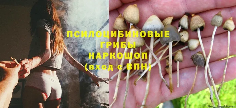 МЕГА маркетплейс  как найти   Аткарск  Псилоцибиновые грибы MAGIC MUSHROOMS 